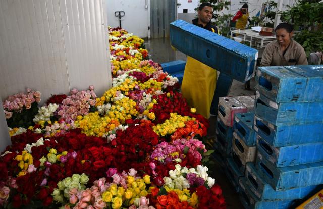 Roses for export are pictured at Ayura Flowers in Sopo municipality near Bogota on February 3, 2026. Colombia is one of the world's largest flower exporters, and millions of flowers of all kinds are shipped around the world to meet the demand for Valentine's Day on February 14. (Photo by Raul ARBOLEDA / AFP)