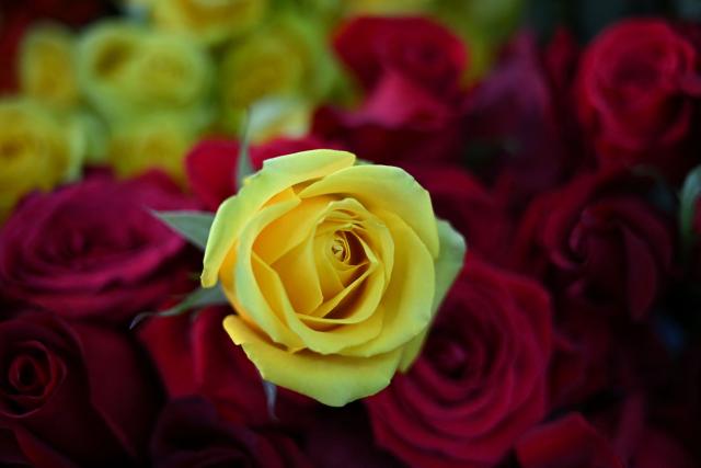 Roses for export are pictured at Ayura Flowers in Sopo municipality near Bogota on February 3, 2026. Colombia is one of the world's largest flower exporters, and millions of flowers of all kinds are shipped around the world to meet the demand for Valentine's Day on February 14. (Photo by Raul ARBOLEDA / AFP)