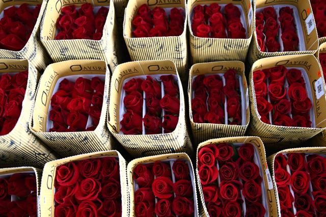 Roses for export are pictured at Ayura Flowers in Sopo municipality near Bogota on February 3, 2026. Colombia is one of the world's largest flower exporters, and millions of flowers of all kinds are shipped around the world to meet the demand for Valentine's Day on February 14. (Photo by Raul ARBOLEDA / AFP)