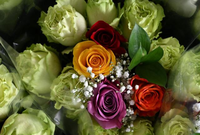Roses for export are pictured at Ayura Flowers in Sopo municipality near Bogota on February 3, 2026. Colombia is one of the world's largest flower exporters, and millions of flowers of all kinds are shipped around the world to meet the demand for Valentine's Day on February 14. (Photo by Raul ARBOLEDA / AFP)
