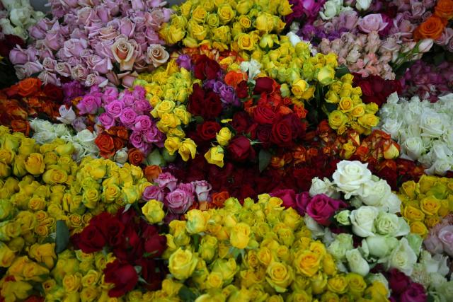 Roses for export are pictured at Ayura Flowers in Sopo municipality near Bogota on February 3, 2026. Colombia is one of the world's largest flower exporters, and millions of flowers of all kinds are shipped around the world to meet the demand for Valentine's Day on February 14. (Photo by Raul ARBOLEDA / AFP)