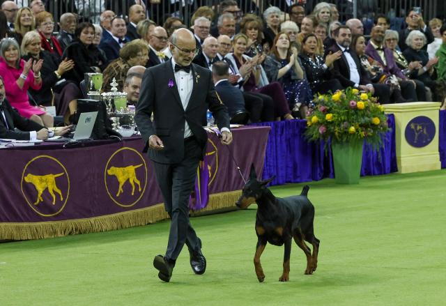Penny, the Doberman Pinscher, and trainer Andy Linton competes for "Best in Show" during the 150th Annual Westminster Kennel Club Dog Show at Madison Square Garden in New York on February 3, 2026. (Photo by TIMOTHY A. CLARY / AFP)