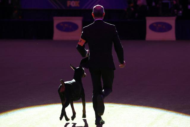 Penny, the Doberman Pinscher, and trainer Andy Linton competes for "Best in Show" during the 150th Annual Westminster Kennel Club Dog Show at Madison Square Garden in New York on February 3, 2026. (Photo by TIMOTHY A. CLARY / AFP)