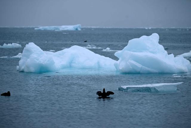 A bird flaps its wings in front of floating ice at the coastline of the city in Nuuk, western Greenland, on February 4, 2026. (Photo by Ina FASSBENDER / AFP)