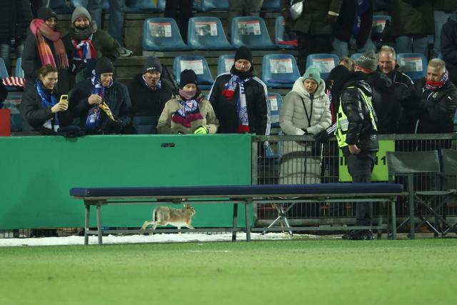 A hare runs through the field and under the benches during the half-time of the German Cup (DFB-Pokal) quartefinal football match between Holstein Kiel and VfB Stuttgart in Kiel, northern Germany on February 4, 2026. (Photo by IBRAHIM OT / AFP) / DFB REGULATIONS PROHIBIT ANY USE OF PHOTOGRAPHS AS IMAGE SEQUENCES AND QUASI-VIDEO.