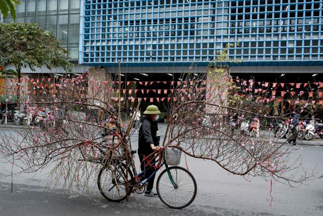 A street vendor transports peach blossoms in Hanoi on February 5, 2026 ahead of the Lunar New Year or Tet celebrations. (Photo by Nhac NGUYEN / AFP)