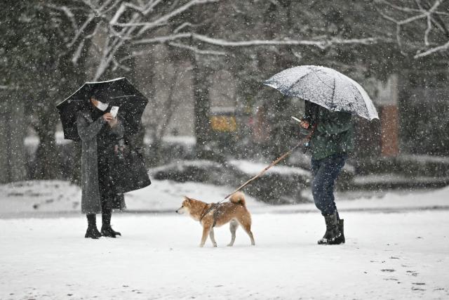 A person walks their dog as snow falls over Hamacho park in Tokyo's Chuo district on February 8, 2026. (Photo by Philip FONG / AFP)