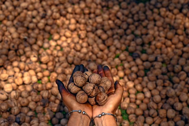 (FILES) A farmer shows freshly picked walnuts on the outskirts of Srinagar on September 15, 2022. India and the United States have reached an interim trade deal on February 6, 2026 that would lower tariffs on both countries but the framework has worried farmers who say New Delhi had offered too many concessions to Washington. (Photo by Tauseef MUSTAFA / AFP)