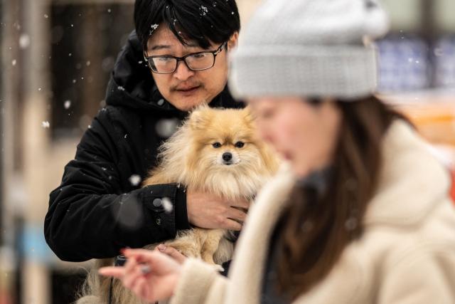 A dog looks while being carried to Kinshi Park during a snowfall in Tokyo on February 8, 2026. (Photo by Philip FONG / AFP)