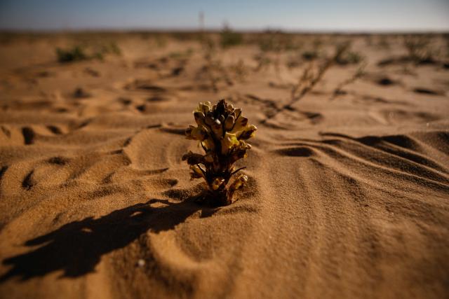 Cistanche tubulosa, a desert plant, is seen at the Banc d’Arguin on February 6, 2026. The Blue March held its second edition this year at the Banc d’Arguin, a UNESCO World Heritage site marking its 50th anniversary. The citizen-led artistic and environmental initiative is organised by the Mauritanian Environmental Association (AME), and was initiated by Mauritanian-born Malian film director Abderrahmane Sissako and Senegalese screenwriter Kessen Fatoumata Tall.
The week-long collective walk aims to raise awareness of Mauritania’s biodiversity and foster dialogue on climate change and desertification among researchers, artists and policymakers. (Photo by Kang-Chun Cheng / AFP)