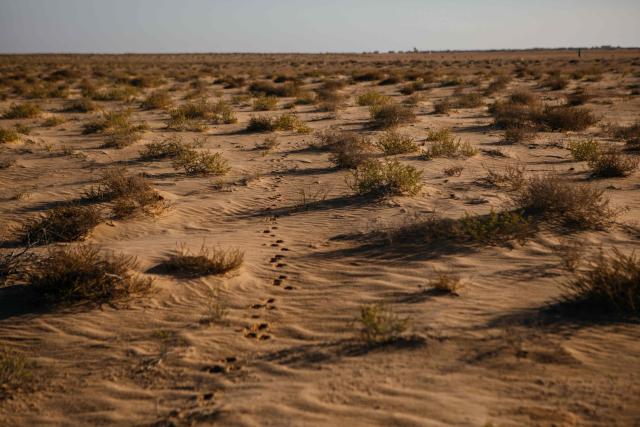 Fennec fox paw prints are seen at the Banc d’Arguin on February 6, 2026. The Blue March held its second edition this year at the Banc d’Arguin, a UNESCO World Heritage site marking its 50th anniversary. The citizen-led artistic and environmental initiative is organised by the Mauritanian Environmental Association (AME), and was initiated by Mauritanian-born Malian film director Abderrahmane Sissako and Senegalese screenwriter Kessen Fatoumata Tall.
The week-long collective walk aims to raise awareness of Mauritania’s biodiversity and foster dialogue on climate change and desertification among researchers, artists and policymakers. (Photo by Kang-Chun Cheng / AFP)