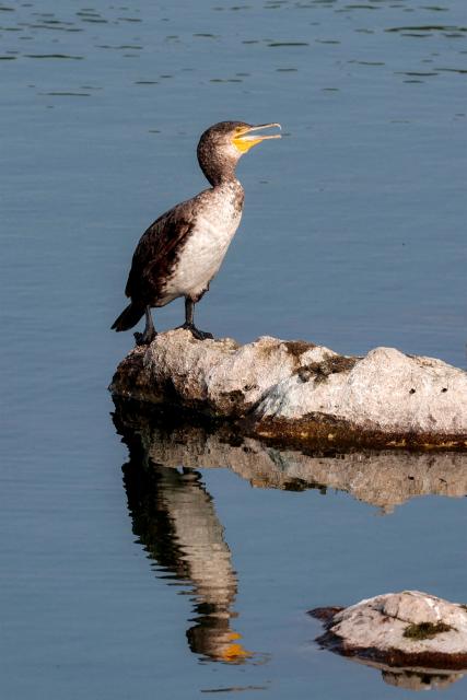 A cormorant perches on a rock in a water hazard during the final of the Qatar Masters 2026 golf tournament at Doha Golf Club in Doha on February 8, 2026. (Photo by Karim JAAFAR / AFP)