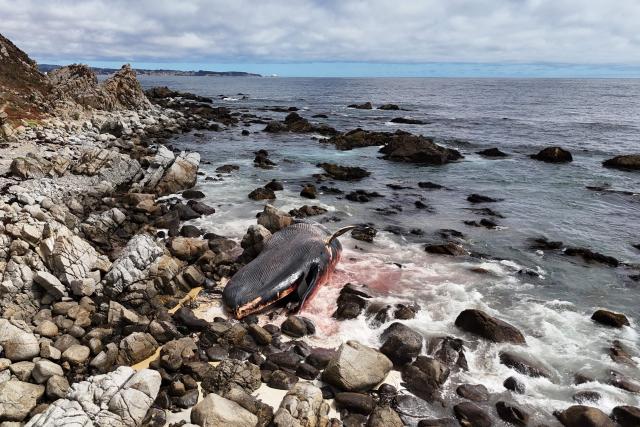 This aerial view shows a whale (Balaenoptera borealis) lying dead on a rocky shore in the El Yeco area of Algarrobo, in San Antonio province, Chile on February 8, 2026. (Photo by Rodrigo ARANGUA / AFP)