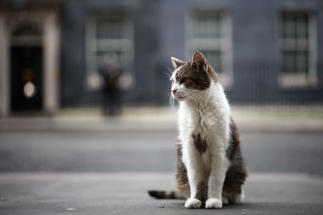 "Larry", the Downing Street cat poses outside 10 Downing Street, the official residence of Britain's Prime Minister, presently Labour party leader Keir Starmer, in central London on February 9, 2026. British Prime Minister Keir Starmer "is concentrating on the job in hand" and will not resign, his official spokesman said February 9, as the embattled leader faces intense pressure over the Epstein scandal. Starmer was "getting on with the job of delivering change across the country", the spokesman told reporters, hours after the prime minister's communications chief and chief of staff both resigned. (Photo by HENRY NICHOLLS / AFP)