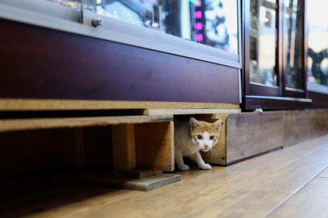 A cat named Simba peeks out from pallets in a bodega corner store on December 12, 2025 in New York City. Thousands of felines live in New York’s corner shops, known as "bodegas," even though their presence is illegal. Praised for warding off pests, so-called bodega cats are also a cultural fixture for New Yorkers, some of whom are now pushing to enshrine legal rights for the little store helpers. (Photo by ANGELA WEISS / AFP)