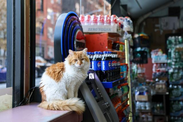 A cat named Simba sits on the counter of a bodega corner store on December 11, 2025 in New York City. Thousands of felines live in New York’s corner shops, known as "bodegas," even though their presence is illegal. Praised for warding off pests, so-called bodega cats are also a cultural fixture for New Yorkers, some of whom are now pushing to enshrine legal rights for the little store helpers. (Photo by ANGELA WEISS / AFP)
