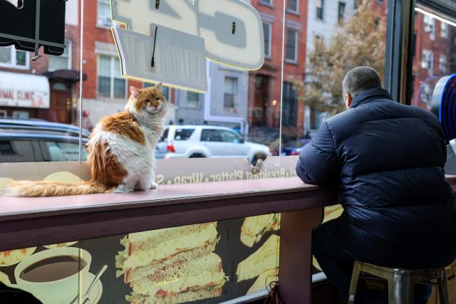A cat named Simba sits on the counter of a bodega corner store on December 11, 2025 in New York City. Thousands of felines live in New York’s corner shops, known as "bodegas," even though their presence is illegal. Praised for warding off pests, so-called bodega cats are also a cultural fixture for New Yorkers, some of whom are now pushing to enshrine legal rights for the little store helpers. (Photo by ANGELA WEISS / AFP)
