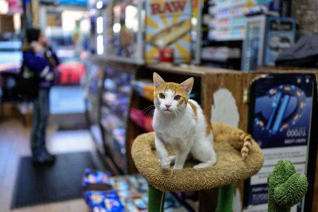 A cat named Simba sits in a bodega corner store on December 12, 2025 in New York City. Thousands of felines live in New York’s corner shops, known as "bodegas," even though their presence is illegal. Praised for warding off pests, so-called bodega cats are also a cultural fixture for New Yorkers, some of whom are now pushing to enshrine legal rights for the little store helpers. (Photo by ANGELA WEISS / AFP)