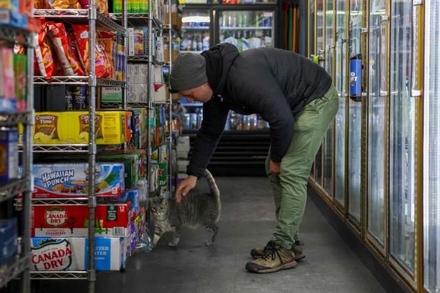 Guest Dan Rimada, founder of Bodega Cats of New York pets a cat named Ashley in a bodega corner store on December 17, 2025 in New York City. Thousands of felines live in New York’s corner shops, known as "bodegas," even though their presence is illegal. Praised for warding off pests, so-called bodega cats are also a cultural fixture for New Yorkers, some of whom are now pushing to enshrine legal rights for the little store helpers. (Photo by ANGELA WEISS / AFP)