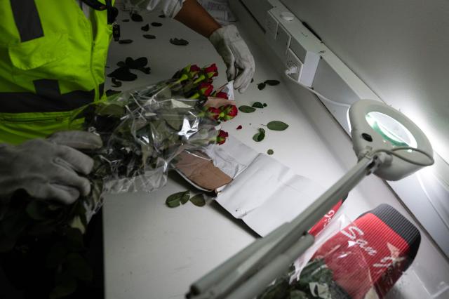 A worker from the ICA (Colombian Agricultural Institute) inspects roses before they are exported at El Dorado International Airport in Bogota on February 10, 2026. Colombia is one of the world's largest flower exporters, and millions of flowers of all kinds are shipped around the world to meet the demand for Valentine's Day on February 14. (Photo by Diana SANCHEZ / AFP)