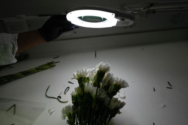 A worker from the ICA (Colombian Agricultural Institute) inspects carnations (Dianthus caryophyllus) before they are exported at El Dorado International Airport in Bogota on February 10, 2026. Colombia is one of the world's largest flower exporters, and millions of flowers of all kinds are shipped around the world to meet the demand for Valentine's Day on February 14. (Photo by Diana SANCHEZ / AFP)