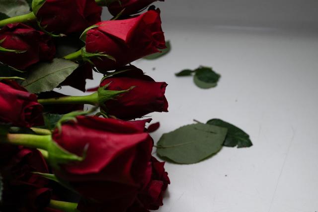 Roses are pictured during an inspection before they are exported at El Dorado International Airport in Bogota on February 10, 2026. Colombia is one of the world's largest flower exporters, and millions of flowers of all kinds are shipped around the world to meet the demand for Valentine's Day on February 14. (Photo by Diana SANCHEZ / AFP)