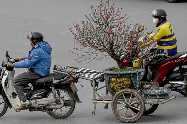 A man transports a peach blossom tree on a trailer attached to a motorcycle ahead of the Lunar New Year in Hanoi on February 11, 2026. (Photo by Nhac NGUYEN / AFP)