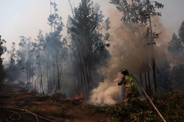(FILES) A firefighter extinguishes burning vegetation in the town of Penco, following the wildfires that ravaged the area surrounding the city of Concepción, Chile, on January 19, 2026. Climate change made the warm and dry conditions that fueled the devastating wildfires in Chile and Argentina in recent weeks up to three times more likely, according to a study published on February 11, 2026 by a scientific network. (Photo by Raul BRAVO / AFP)
