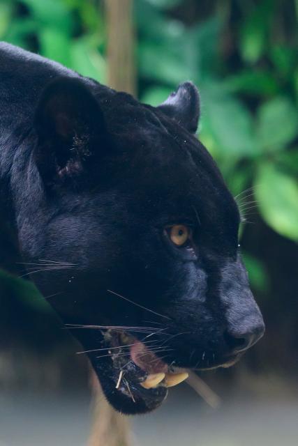 A jaguar (Panthera onca) walks along its enclosure at the BioParque in Rio de Janeiro, Brazil on February 11, 2026. (Photo by Pablo PORCIUNCULA / AFP)