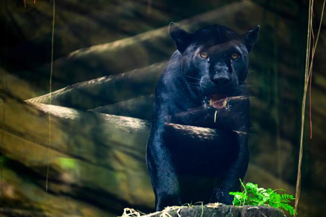 A jaguar (Panthera onca) eats meat left inside a bag as a gift by officials from the BioParque, in the framework of a carnival-themed environmental enrichment initiative in Rio de Janeiro, Brazil on February 11, 2026. (Photo by Pablo PORCIUNCULA / AFP)
