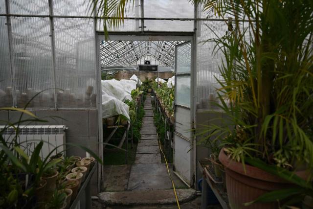 This photograph shows a greenhouse with orchids collections at the Gryshko National Botanical Garden of the National Academy of Sciences of Ukraine in Kyiv on February 11, 2026, amid the Russian invasion of Ukraine. Roman Ivannikov has spent around 30 years pampering orchids, azaleas and figs at Ukraine's National Botanical Garden but power cuts triggered by Russian strikes have put his cherished plants in mortal danger. The almost-daily barrages paired with the cold snap have put lives at risk and created an unprecedented threat for Ivannikov's pride and joy: a collection of almost 4,000 tropical species. (Photo by Genya SAVILOV / AFP)
