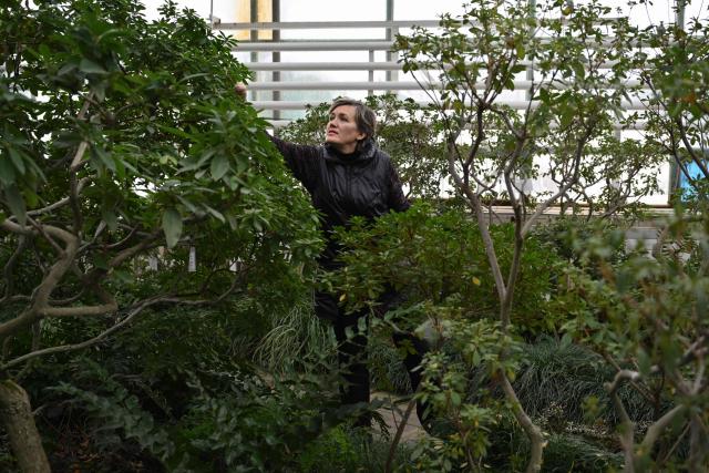 A worker checks a plant in the main greenhouse of the Gryshko National Botanical Garden of the National Academy of Sciences of Ukraine in Kyiv on February 11, 2026, amid the Russian invasion of Ukraine. Since the start of Russia's full-scale invasion in 2022, Moscow has systematically targeted Ukraine's energy infrastructure. And this year, as the country experiences a particularly cold winter, massive and repeated bombardments have deprived hundreds of thousands of Ukrainians of electricity and heating. One of the collateral damages of these power cuts is the precious collection of some 4,000 tropical species housed in the Botanical Garden's greenhouses. (Photo by Genya SAVILOV / AFP)