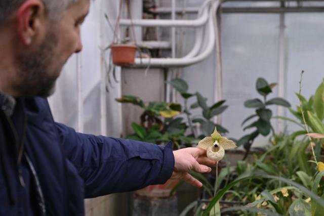 Doctor of Biological Sciences Roman Ivannikov, Head of the Department of Tropical and Subtropical Plants of the Gryshko National Botanical Garden of the National Academy of Sciences of Ukraine, shows an orchid flower in a garden's greenhouse in Kyiv on February 11, 2026, amid the Russian invasion of Ukraine. Ivannikov has spent around 30 years pampering orchids, azaleas and figs at Ukraine's National Botanical Garden but power cuts triggered by Russian strikes have put his cherished plants in mortal danger. The almost-daily barrages paired with the cold snap have put lives at risk and created an unprecedented threat for Ivannikov's pride and joy: a collection of almost 4,000 tropical species. (Photo by Genya SAVILOV / AFP)