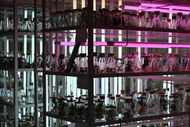 This photograph shows a laboratory where plants are stored in sterile conditions at the Gryshko National Botanical Garden of the National Academy of Sciences of Ukraine in Kyiv on February 11, 2026, amid the Russian invasion of Ukraine. (Photo by Genya SAVILOV / AFP)