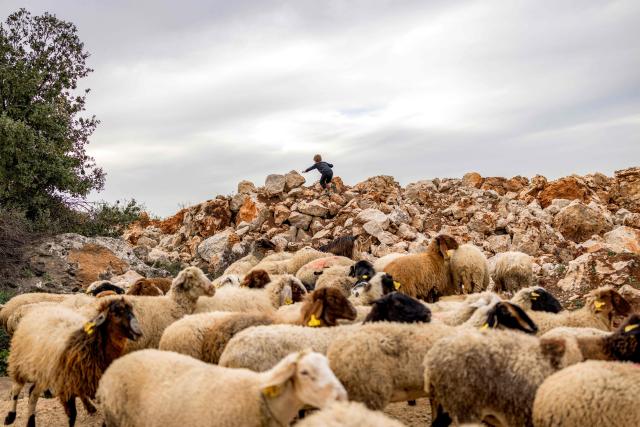 A boy climbs rocks near a flock of sheep belonging to an Israeli settler grazing outside the Palestinian village of Battir in the Israeli-occupied West Bank on February 12, 2026. (Photo by ilia YEFIMOVICH / AFP)