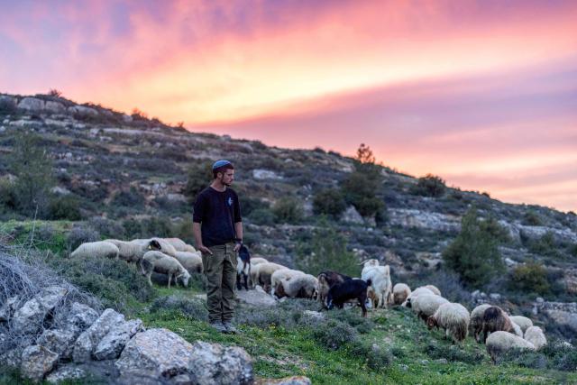 A shepherd Israeli settler prays as he takes a flock of sheep for an evening graze outside the Palestinian village of Battir in the Israeli-occupied West Bank on February 12, 2026. (Photo by ilia YEFIMOVICH / AFP)
