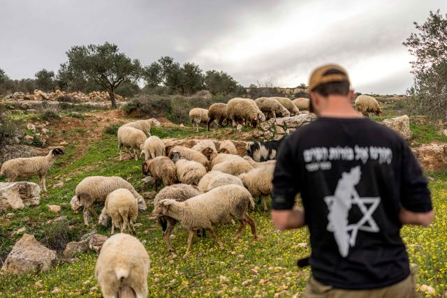 A shepherd Israeli settler takes a flock of sheep for an evening graze outside the Palestinian village of Battir in the Israeli-occupied West Bank on February 12, 2026. (Photo by ilia YEFIMOVICH / AFP)