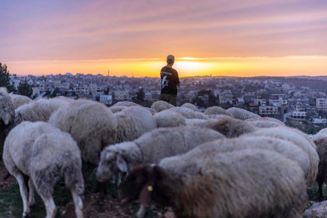 A shepherd Israeli settler takes a flock of sheep for an evening graze outside the Palestinian village of Battir in the Israeli-occupied West Bank on February 12, 2026. (Photo by ilia YEFIMOVICH / AFP)