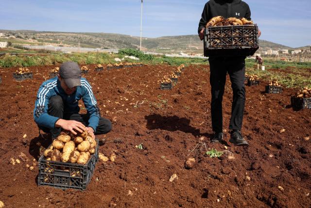 Palestinian agricultural workers collect potatoes during the harvest in the fields of al-Faraa village, south of Tubas, in the occupied West Bank on February 12, 2026. (Photo by Zain JAAFAR / AFP)