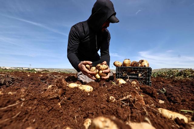 A Palestinian agricultural worker collects potatoes during the harvest in the fields of al-Faraa village, south of Tubas, in the occupied West Bank on February 12, 2026. (Photo by Zain JAAFAR / AFP)