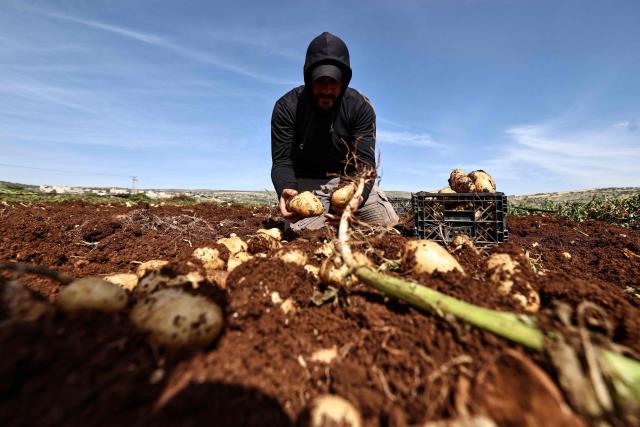 A Palestinian agricultural worker collects potatoes during the harvest in the fields of al-Faraa village, south of Tubas, in the occupied West Bank on February 12, 2026. (Photo by Zain JAAFAR / AFP)