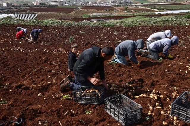Palestinian agricultural workers collect potatoes during the harvest in the fields of al-Faraa village, south of Tubas, in the occupied West Bank on February 12, 2026. (Photo by Zain JAAFAR / AFP)