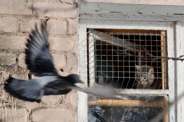 A cat looks out from a window of a residential building as a pigeon flies past in Semiluki in the Voronezh region on January 23, 2026. (Photo by TATYANA MAKEYEVA / AFP)