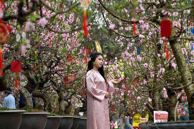 A girl poses for photos amongst decorative peach blossom trees ahead of the Lunar New Year in Hanoi on February 13, 2026. (Photo by Nhac NGUYEN / AFP)