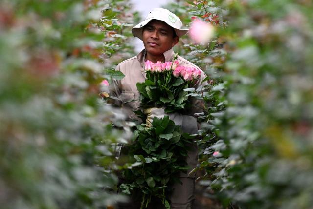 (FILES) An employee cuts roses for export at Ayura Flowers in Sopo municipality near Bogota on February 3, 2026. In the run-up to this year's Valentine's Day on February 14, 2026, romantics from Paris to Lagos and in the ongoing Olympic Games, are preparing to celebrate the Roman Saint Valentine whose feast day has since the Middle Ages been associated with courting couples. (Photo by Raul ARBOLEDA / AFP)