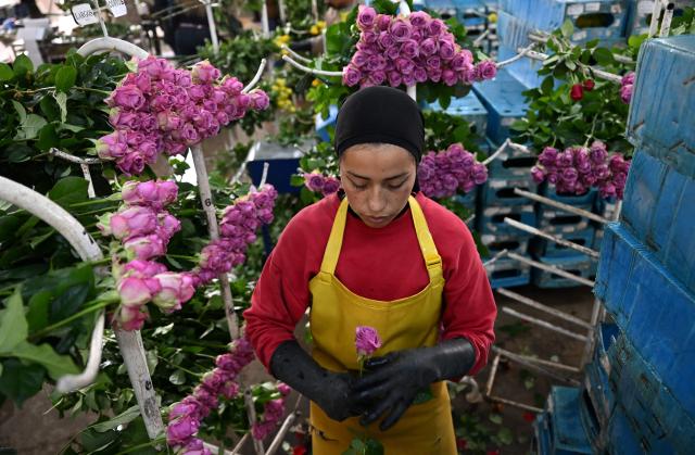 (FILES) An employee works with roses for export at Ayura Flowers in Sopo municipality near Bogota on February 3, 2026. In the run-up to this year's Valentine's Day on February 14, 2026, romantics from Paris to Lagos and in the ongoing Olympic Games, are preparing to celebrate the Roman Saint Valentine whose feast day has since the Middle Ages been associated with courting couples. (Photo by Raul ARBOLEDA / AFP)