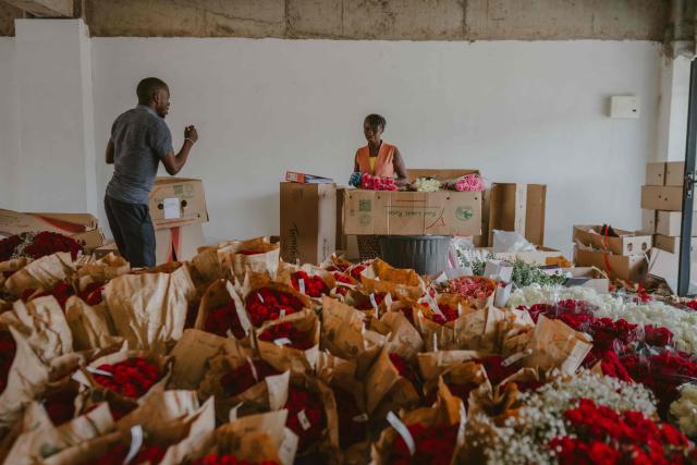 John (L) and Jossy (R) from Wild Flower Gifting prepare flower bouquets for delivery on the eve of Valentine’s Day in Nairobi, on February 13, 2026. (Photo by Fredrik Lerneryd / AFP)