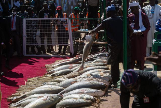 An official holds a fish caught during the Argungu Fishing and Cultural Festival in Argungu Town, Kebbi State in northwest Nigeria, on February 14, 2026. (Photo by TOYIN ADEDOKUN / AFP)