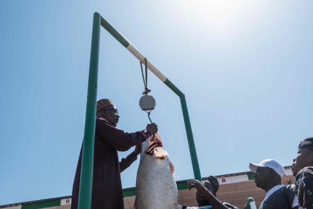 An official weights a fish on a scale caught during the Argungu Fishing and Cultural Festival in Argungu Town, Kebbi State in northwest Nigeria, on February 14, 2026. (Photo by TOYIN ADEDOKUN / AFP)