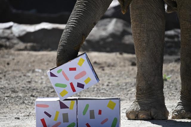 Elephant Trompita plays while enjoying a piece of birthday cake made of vegetables and fruit during her 65th birthday celebration at the Aurora Zoo in Guatemala City on February 14, 2026. (Photo by JOHAN ORDONEZ / AFP)